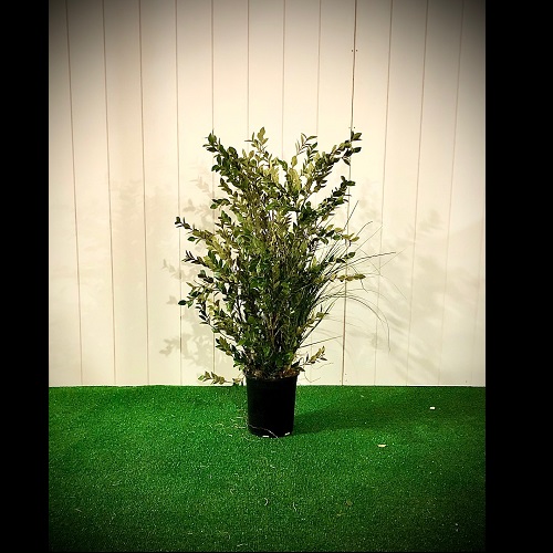 Oregonia Shrub with grass - Artificial Trees & Floor Plants - artificial shrubs for rent Minneapolis St Paul